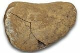 Fossil Dinosaur Phalanx (Toe) Bone - Montana #246233-2